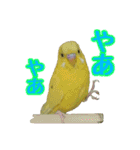 わがままインコ2（個別スタンプ：3）