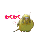 わがままインコ2（個別スタンプ：10）