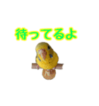 わがままインコ2（個別スタンプ：11）