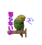 わがままインコ2（個別スタンプ：21）