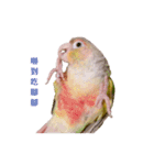 Pineapple Conure Parrot (Mango daily)（個別スタンプ：1）