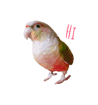 Pineapple Conure Parrot (Mango daily)（個別スタンプ：2）