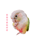 Pineapple Conure Parrot (Mango daily)（個別スタンプ：3）