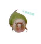 Pineapple Conure Parrot (Mango daily)（個別スタンプ：4）