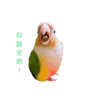 Pineapple Conure Parrot (Mango daily)（個別スタンプ：6）