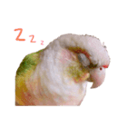 Pineapple Conure Parrot (Mango daily)（個別スタンプ：7）