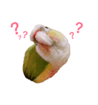 Pineapple Conure Parrot (Mango daily)（個別スタンプ：8）