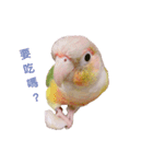 Pineapple Conure Parrot (Mango daily)（個別スタンプ：9）