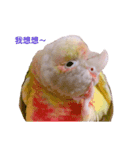 Pineapple Conure Parrot (Mango daily)（個別スタンプ：12）