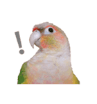 Pineapple Conure Parrot (Mango daily)（個別スタンプ：13）