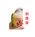 Pineapple Conure Parrot (Mango daily)（個別スタンプ：14）