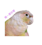 Pineapple Conure Parrot (Mango daily)（個別スタンプ：15）