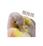 Pineapple Conure Parrot (Mango daily)（個別スタンプ：16）