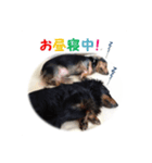 愛犬が話したら（個別スタンプ：7）