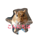 animal s stamp（個別スタンプ：5）