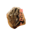 animal s stamp（個別スタンプ：10）