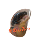 animal s stamp（個別スタンプ：12）