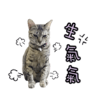 LU LU LIFE(1)-cat（個別スタンプ：6）