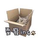 LU LU LIFE(1)-cat（個別スタンプ：9）