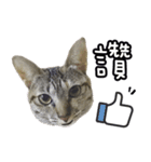 LU LU LIFE(1)-cat（個別スタンプ：10）