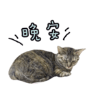 LU LU LIFE(1)-cat（個別スタンプ：12）