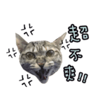 LU LU LIFE(1)-cat（個別スタンプ：16）