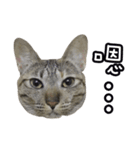 LU LU LIFE(1)-cat（個別スタンプ：20）