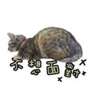 LU LU LIFE(1)-cat（個別スタンプ：21）