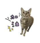 LU LU LIFE(1)-cat（個別スタンプ：22）