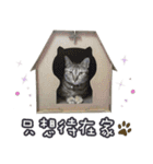 LU LU LIFE(1)-cat（個別スタンプ：23）