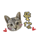 LU LU LIFE(1)-cat（個別スタンプ：28）