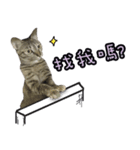 LU LU LIFE(1)-cat（個別スタンプ：29）