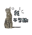 LU LU LIFE(1)-cat（個別スタンプ：30）