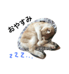 うぶにゃん1（個別スタンプ：23）