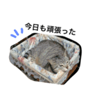 うぶにゃん1（個別スタンプ：33）