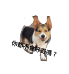 corgi_tobby2（個別スタンプ：1）