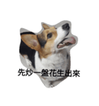 corgi_tobby2（個別スタンプ：3）