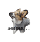 corgi_tobby2（個別スタンプ：4）