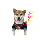 Shiba HERO（個別スタンプ：3）