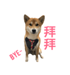 Shiba HERO（個別スタンプ：10）