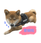 Shiba HERO（個別スタンプ：15）