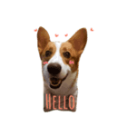 corgi Jordan #life #adorable#cute#dog（個別スタンプ：1）