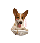 corgi Jordan #life #adorable#cute#dog（個別スタンプ：2）