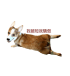 corgi Jordan #life #adorable#cute#dog（個別スタンプ：4）