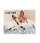 corgi Jordan #life #adorable#cute#dog（個別スタンプ：5）