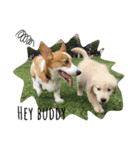 corgi Jordan #life #adorable#cute#dog（個別スタンプ：7）