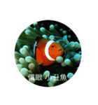 dumbfounded under the sea（個別スタンプ：1）