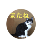 猫のアンドレ（個別スタンプ：6）