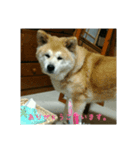 秋田犬 日常会話 敬語（個別スタンプ：3）