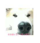 秋田犬 日常会話 敬語（個別スタンプ：4）